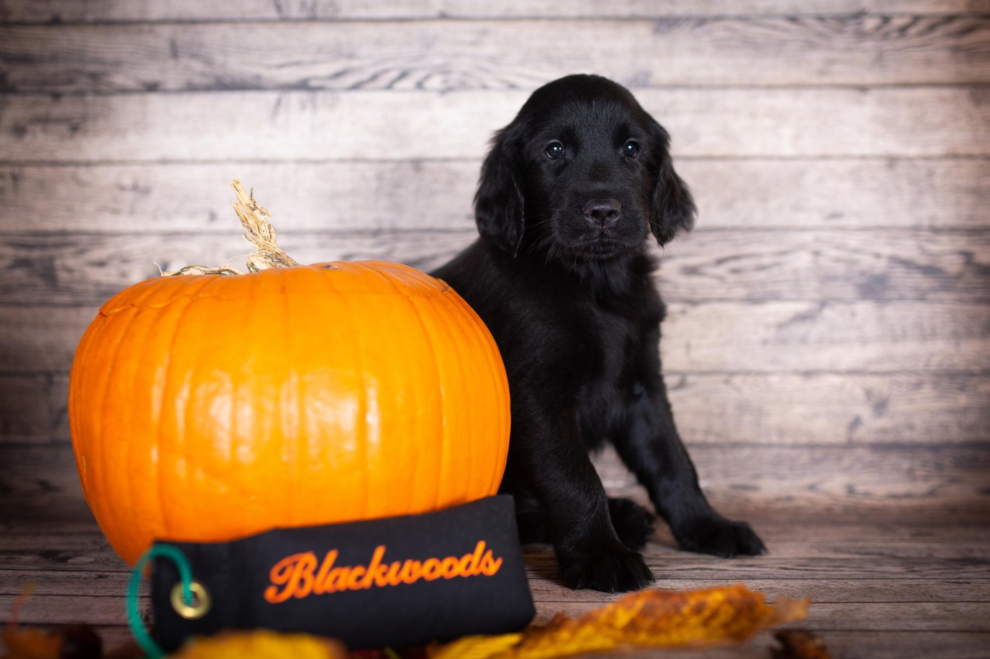 Blackwoods