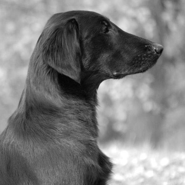 Winja