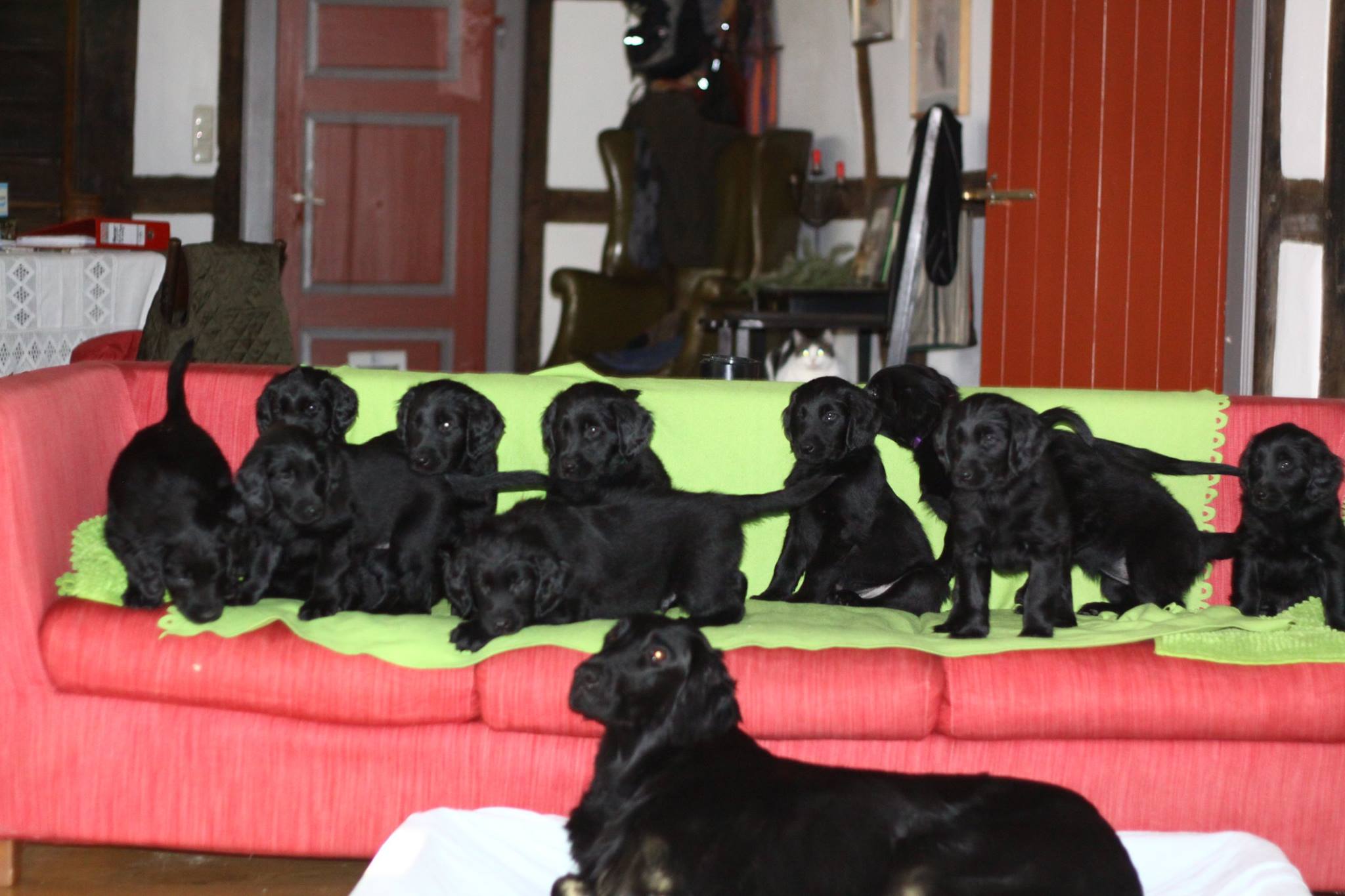 Die 12 Welpen mit Phoebe