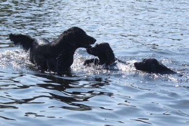 Woody schwimmt mit Emma und Fie
