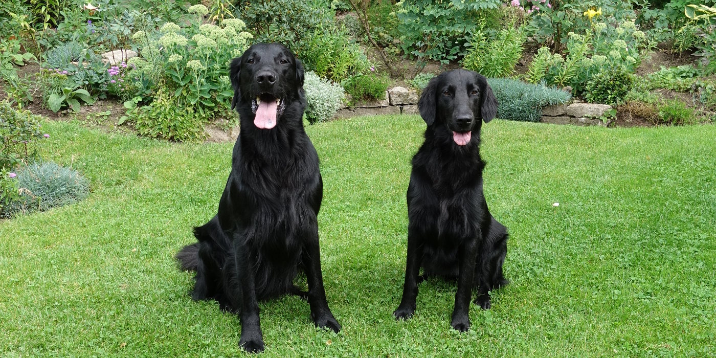 Dash und Fanni