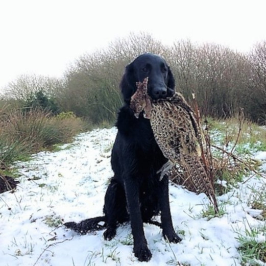 Emma oder Fie bei der Jagd