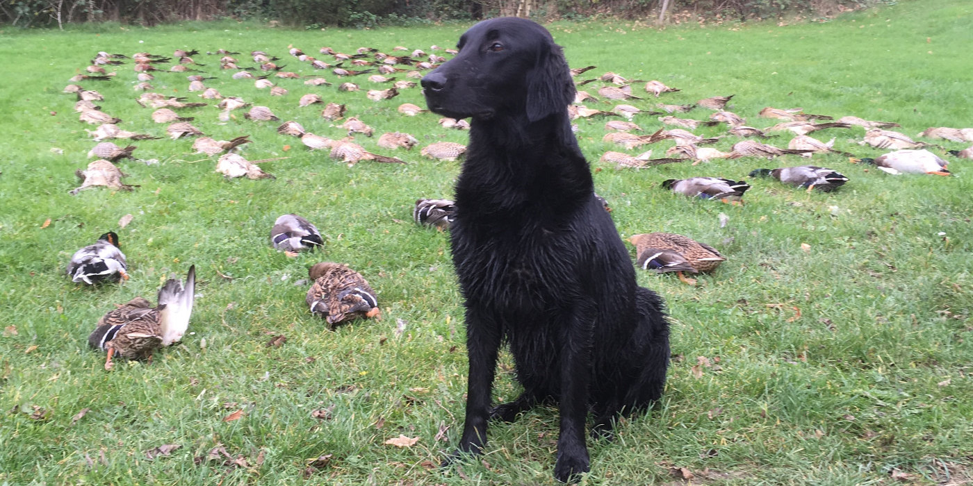 Fanni bei der Jagd