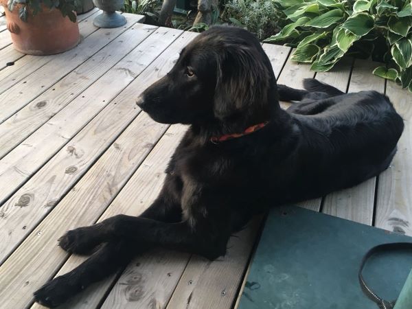 Carla