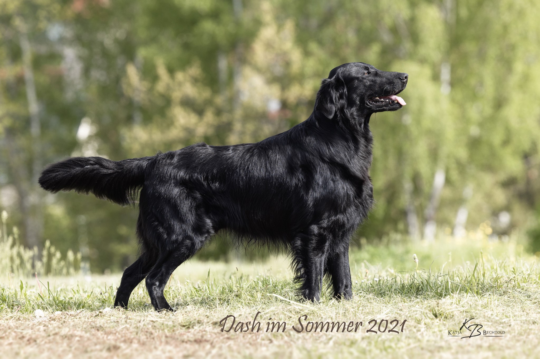 Dash im Sommer 2021