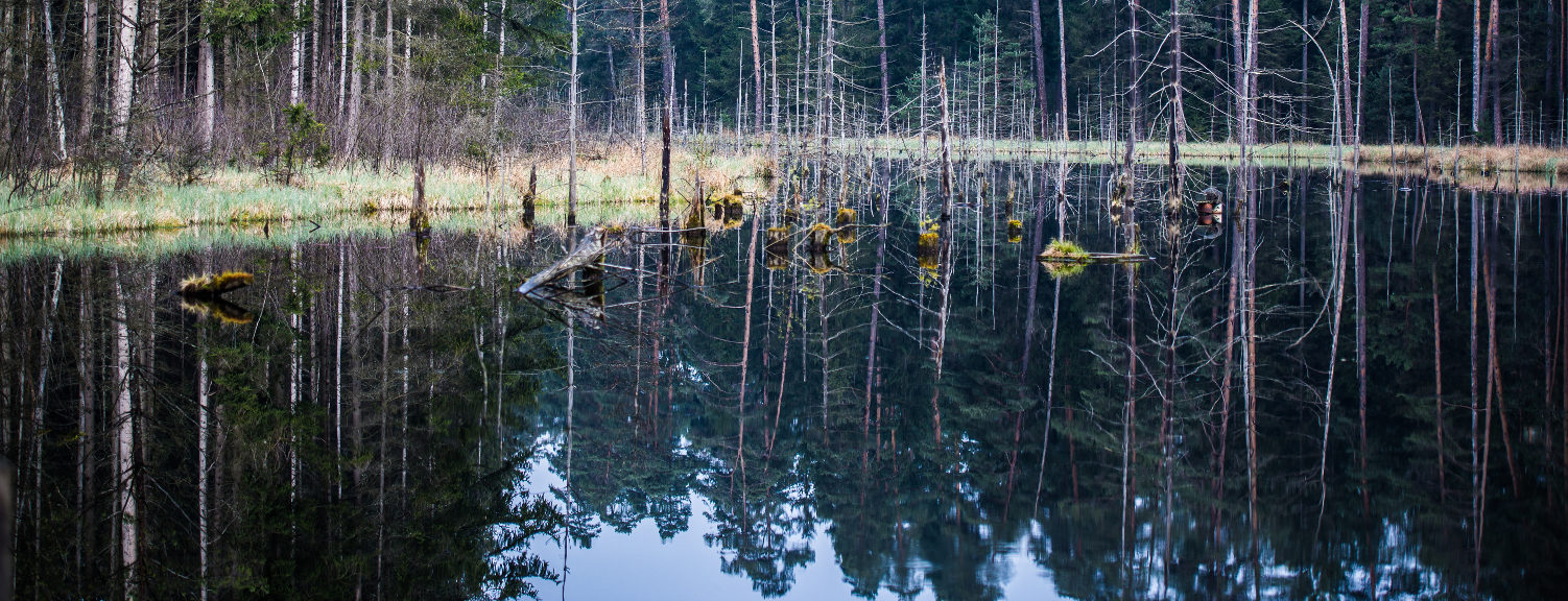 Oberpfälzer Wald